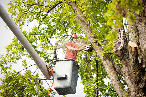 How Our Tree Care Process Works  in  Hampton Bays, NY