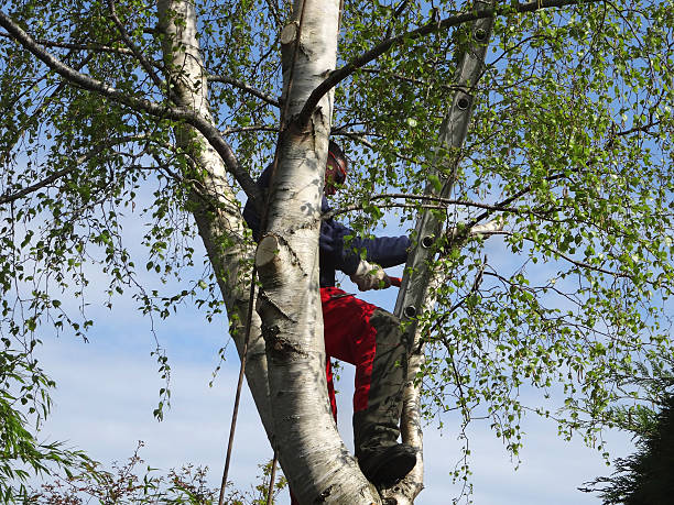  Hampton Bays, NY Tree Care Pros